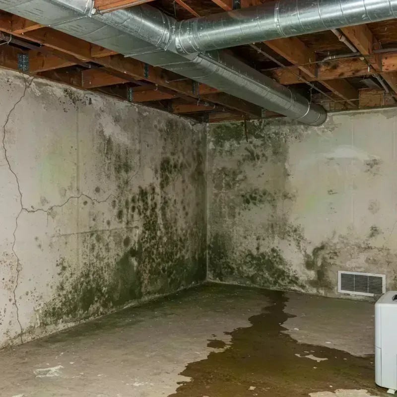 Professional Mold Removal in Concord, NH